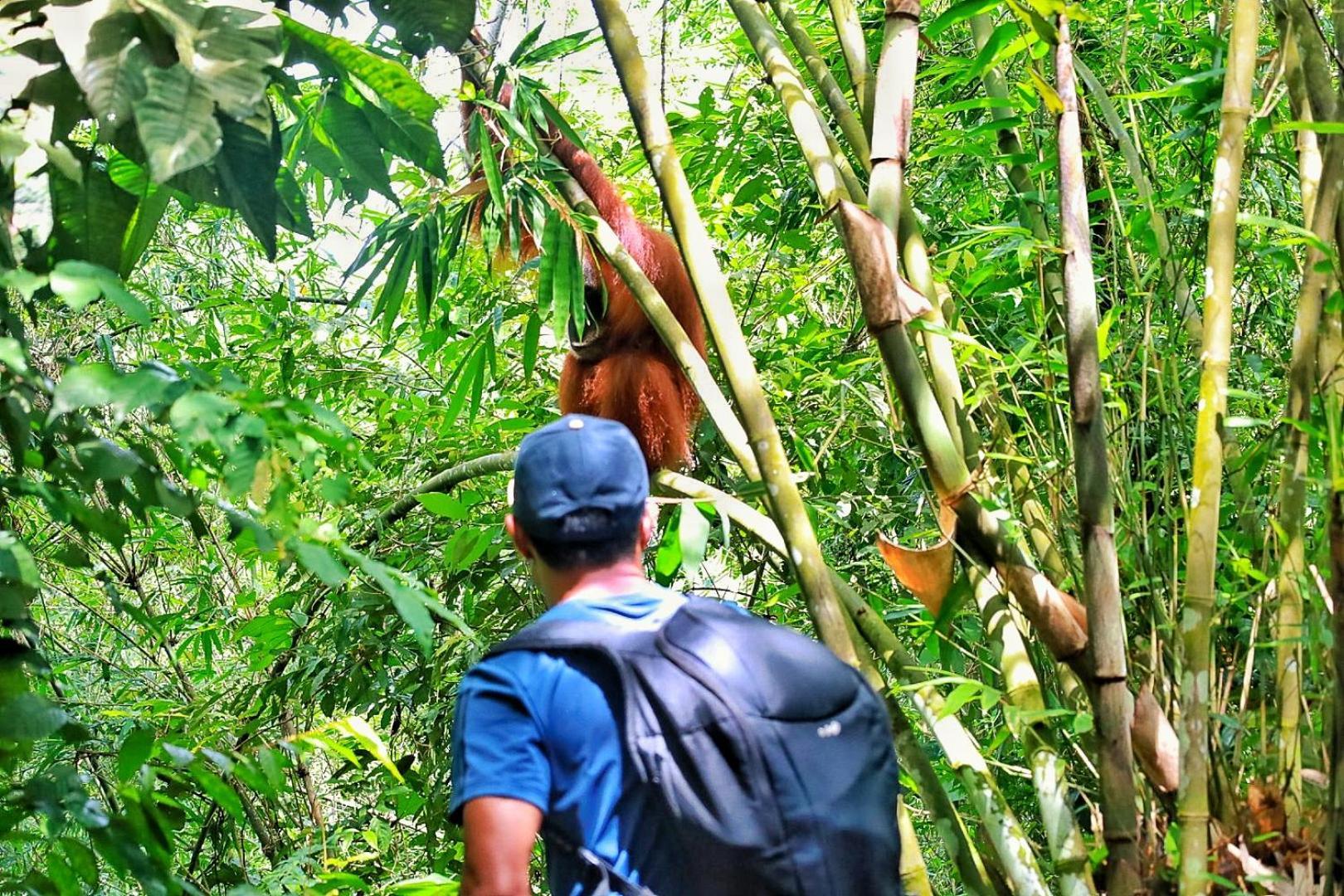 Batu Kapal Guest House & Jungle Trekking Bukit Lawang Exteriér fotografie